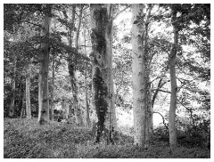 031 Yorkshire Meadows  Yorkshire Woodland