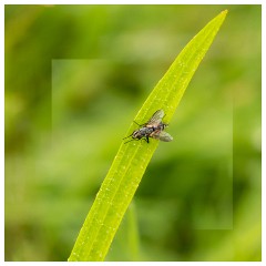 032 Yorkshire Meadows  Red-sided Eriothrix