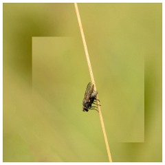 033 Yorkshire Meadows  Helina Spec