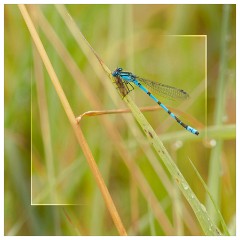 034 Yorkshire Meadows  Common Bluet Damselfly