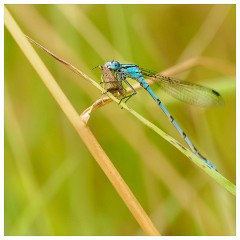 035 Yorkshire Meadows  Common Bluet Damselfly