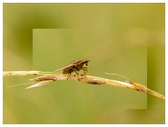 036 Yorkshire Meadows  Yellow Dung Fly