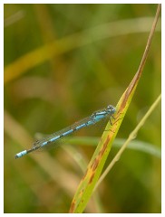 037 Yorkshire Meadows  Common Bluet Damselfly