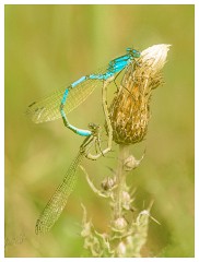 038 Yorkshire Meadows  Azure Bluet Damselfly