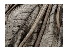 001 Cambridge Botanical Gardens  Rotting Leaves