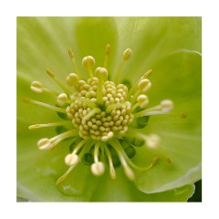 003 Cambridge Botanical Gardens  Hellebore