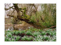 004 Cambridge Botanical Gardens  Snowdrops