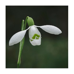 Cambridge Botanical Gardens - February