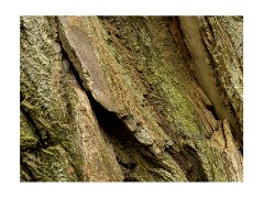 006 Cambridge Botanical Gardens  Tree Bark