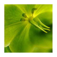 007 Cambridge Botanical Gardens  Hellebore