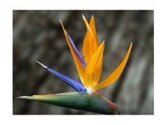 008 Cambridge Botanical Gardens  Bird of Paradise