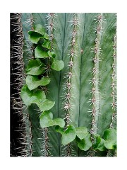 009 Cambridge Botanical Gardens  Cactus and Ivy