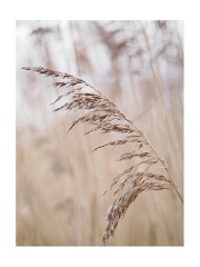 011 Cambridge Botanical Gardens  Grasses