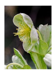 012 Cambridge Botanical Gardens  Hellebore