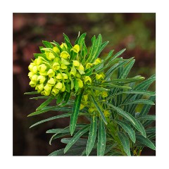 013 Cambridge Botanical Gardens  Euphorbia