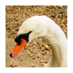 006 Essex and Sufolk  Manningtree - Swan