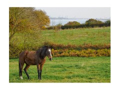 012 Essex and Sufolk  Wrabness