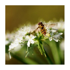 019 Essex and Sufolk  Wrabness