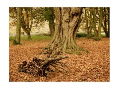 029 Essex and Sufolk  Hatfield Forest