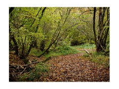 032 Essex and Sufolk  Hatfield Forest