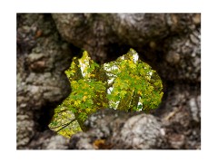 033 Essex and Sufolk  Hatfield Forest