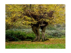 035 Essex and Sufolk  Hatfield Forest