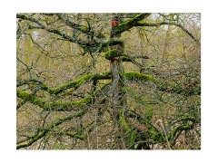 014 Flatford, Suffolk  Tree