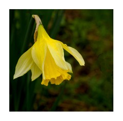 022 Flatford, Suffolk  Daffodil