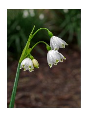023 Flatford, Suffolk  Snowdrops