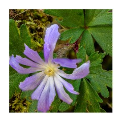 001 Maddingley Hall, Cambridge