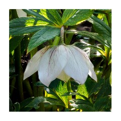 002 Maddingley Hall, Cambridge