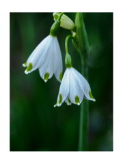 003 Maddingley Hall, Cambridge