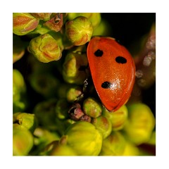 004 Maddingley Hall, Cambridge