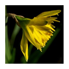 Maddingley Hall Gardens - March