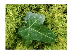 006 Maddingley Hall, Cambridge