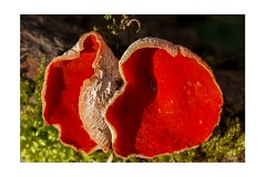 007 Maddingley Hall, Cambridge