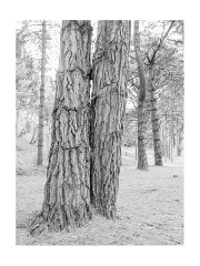 017 Norfolk  Wells-next-the-sea Pine Woods