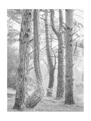 018 Norfolk  Wells-next-the-sea Pine Woods