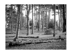 019 Norfolk  Wells-next-the-sea Pine Woods