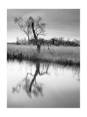 028 Norfolk  Tree on the Ant