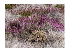 Dunwich Heath - Sculptures and Sizewell Beach