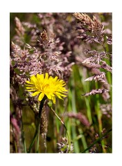 097 Suffolk Day 5  Dunwich Heath