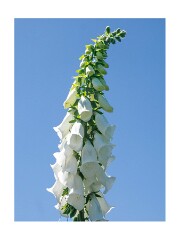 098 Suffolk Day 5  Dunwich Heath