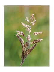 099 Suffolk Day 5  Dunwich Heath