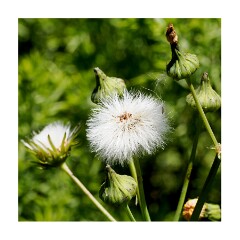 100 Suffolk Day 5  Dunwich Heath