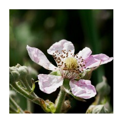 054 Suffolk Day 3  Hickling Broad