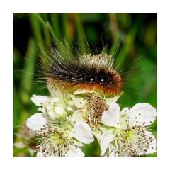 055 Suffolk Day 3  Hickling Broad