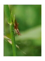 063 Suffolk Day 3  Hickling Broad
