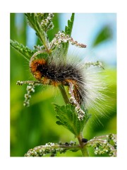 064 Suffolk Day 3  Hickling Broad