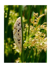 065 Suffolk Day 3  Hickling Broad